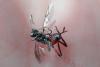 Cryptinae inconnu